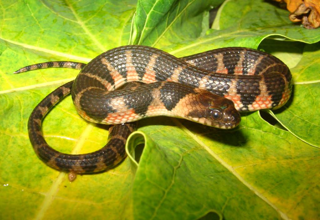 Freitas Squamate reptiles of Bahia, Brazil