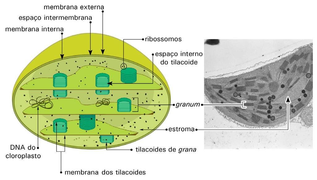 uma dessas células pode conter de 30 a 40 cloroplastos.