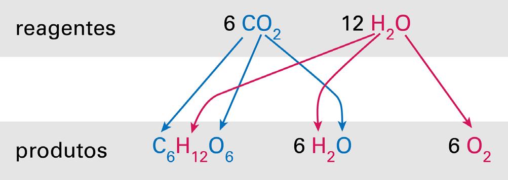 26 Licenciatura em Ciências USP/Univesp Figura 2.3: Na fotossíntese, sabemos que a água e o CO 2 são os reagentes que tomam parte do processo, havendo formação de açúcares simples, água e O 2.