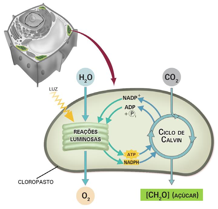 2.3 O processo da fotossíntese 27 De maneira geral, podemos afirmar que a fotossíntese é a junção de dois processos, um em que há dependência da luz (reações luminosas porção foto do processo) e