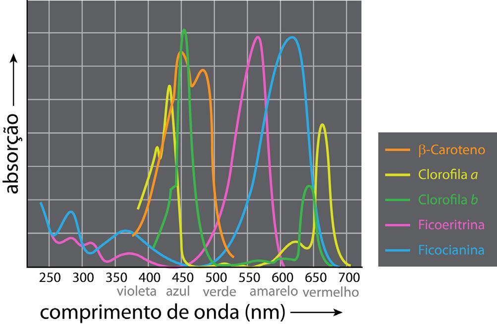 28 Licenciatura em Ciências USP/Univesp No cloroplasto temos alguns pigmentos que tomam parte no processo da fotossíntese.