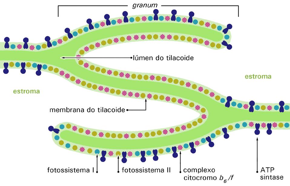 30 Licenciatura em Ciências USP/Univesp Figura 2.7: Distribuição dos fotossistemas I e II nas membranas dos tilacoides.