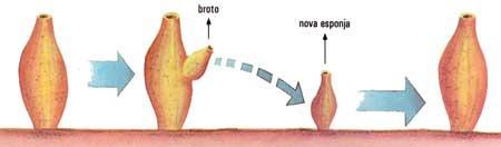 O brotamento é uma forma frequente de reprodução assexuado: os brotos são formados por
