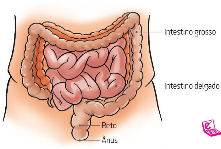 Intestino grosso Na porção final do intestino