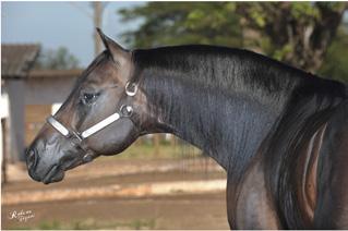 JOCKEY CLUB - CAMPO GRANDE / MS HOSPEDAGEM - PREPARAÇÃO DE ANIMAIS PARA LEILÃO TREINADORES: JOSÉ ANTÔNIO (67) 8432 8166 - CABECA (67) 9648.3348 - BETO (67) 9917.