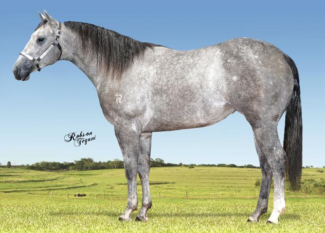 PF 2017 Início de Doma. PURO CD Ganhou $ 82,367.47-21 pts AQHA. Pai de MISS CANDY BAY MRG, Camp. 8º Show AQHA, Copa dos Campeões 2014 Ranch Sorting CD REY RMT Superior em Apartação.