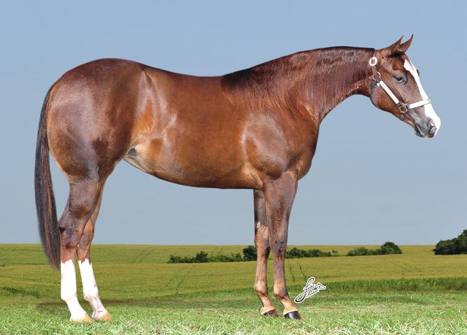 Finalista no Potro do Futuro de Laço Comprido ABQM/ACQM 2014. SHINERS SAN BELL: Produtor de animais pontuados em vária modalidades de trabalho. Seus filhos somam mais de 124 pts na ABQM.