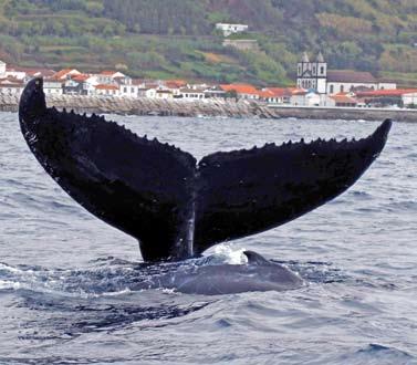 AÇORES NATUREZA E AVENTURA AVENTURA E EVASÃO Programa de turismo activo nas ilhas do Faial e Pico, incluindo observação de baleias ( Whale Safari ) e Circuito todo-o-terreno.