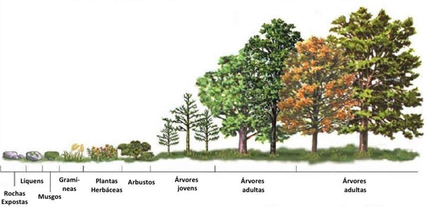 SUCESSÃO ECOLÓGICA É o processo de transformação de um ecossistema no decorrer do tempo, tendo um acréscimo (e substituição) de espécies, em uma