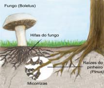 Para a outra não há benefício nem