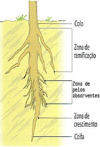 PARTES DA