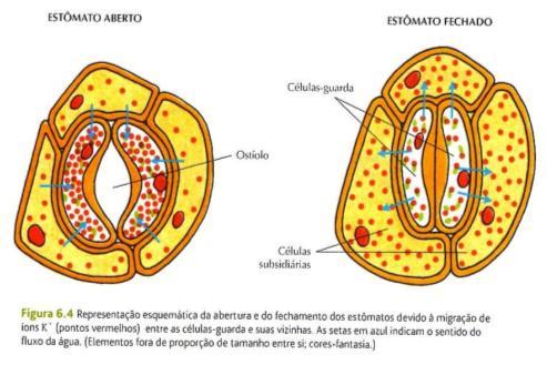 Estípula Limbo Nervuras