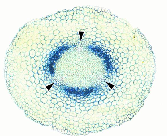 Tecidos afetados pela formação do nódulo: epiderme, cortex e periciclo Fatores Nod ativação gênica na planta
