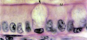 Na base das glândulas, há ainda as células de Paneth, as células endócrinas e as células precursoras. As células de Paneth possuem grandes grânulos de secreção acidófilos (Figura 8.