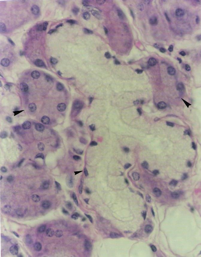 A presença das invaginações e das mitocôndrias confere um aspecto estriado à região basal das células, por isso esses ductos são também denominados estriados (Figuras 8.2 e 8.4).