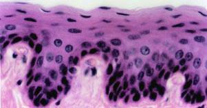 subjacente, glândulas mucosas, que produzem muco lubrificante. A presença de tecido linfoide subjacente ao epitélio em determinadas regiões da faringe forma as tonsilas.