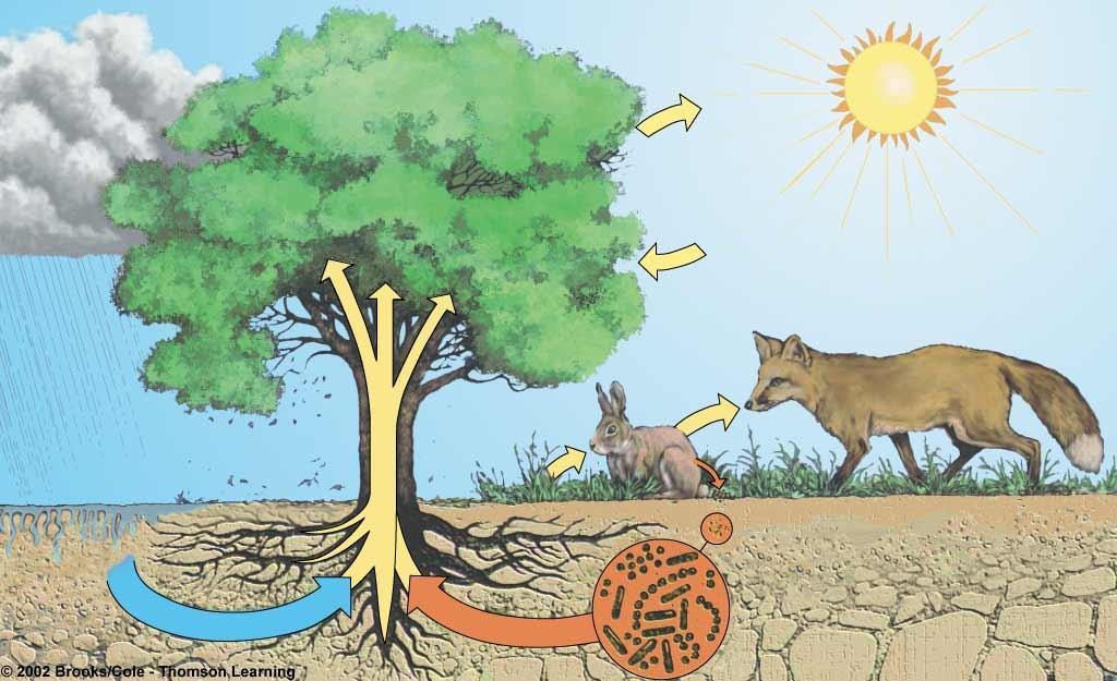 Decompositores (bacterias e fungos) Oxigénio (O 2 ) Sol Produtor primário Dióxido de carbono (CO 2 ) Precipitação