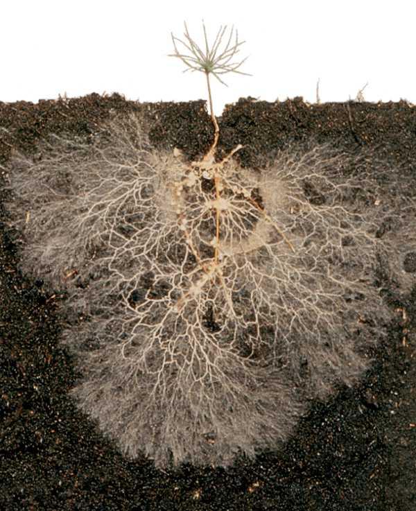 MICORRIZAS Associação mutualística com raízes de plantas.
