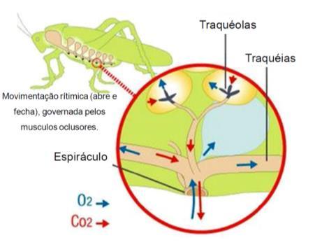 VENTILAÇÃO VENTILAÇÃO Percurso que o ar faz pelo sistema traqueal ao circular pelo corpo do inseto. o Ventilação Direta.