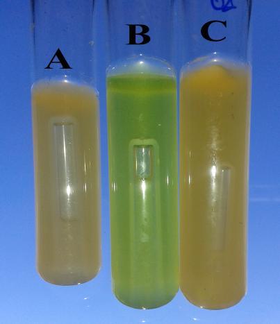 Figura 1: Tubos de ensaios demonstrando os resultados positivos (formação de gás e turbidez) dos caldos Lactosado (A); Verde Brilhante Bile 2% (B) e Caldo Escherichia coli (C) 3.