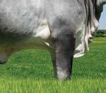 Embrapa/ Guzerá 2013 com PTA Leite de 247kg/leite; Sua mãe foi Reservada Campeã Vaca Adulta do Torneio