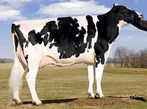 STRAUSSDALE ESCALADE 0200HO2825 ROBUST X SHOTTLE X SPIKE LOOKOUT P