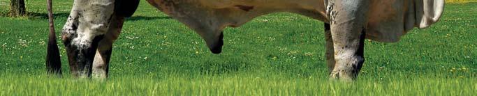 Campeã e Campeã Vaca Adulta Expozebu 2013; Otton é participante do Teste de Progênie Embrapa/ABCGIL. 2016 C.A. SANSÃO C.A. Everest 669,5 kg (Embrapa/ABCGIL) 1.030 kg (ABCZ/Unesp) 17.