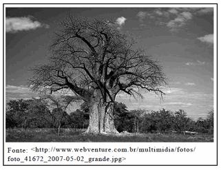 Com base no texto e na ilustração é possível afirmar que esse bioma é: a) A Floresta amazônica b) A Savana africana c) A Caatinga nordestina d) A Taiga siberiana e) As Pradarias canadenses Questão