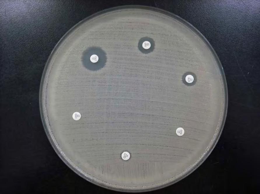 Material e Método 24 se do colorímetro da marca Colorimeter Vitek (BioMérieux) e, com o auxílio de um swab, foi semeada em uma placa (15 X 150mm) de ágar Mueller-Hinton (Difco) e em seguida os discos