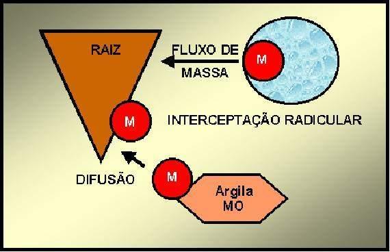 Absorção: contato íon - raiz