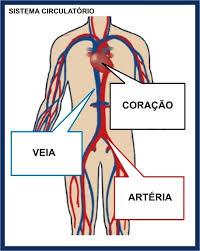 SISTEMA CIRCULATÓRIO Alguns vasos se contraem para reduzir a irrigação de órgãos não-vitais, como a pele e outras extremidades. É por isso que mãos e pés ficam frios.