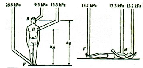 Equação de Bernoulli - circulação sanguínea As forças viscosas no sangue são pequenas P + ρ gh = Const Velocidades pequenas e iguais Podemos desprezar o termo 1 ρ v PF = PH + ρghh =