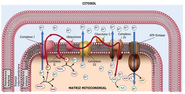 Cadeia respiratória (fosforilação oxidativa) A síntese de maior parte do ATP gerado na respiração celular está acoplada à reoxidação das moléculas de NADH e FADH 2, que se transformam em NAD + e FAD