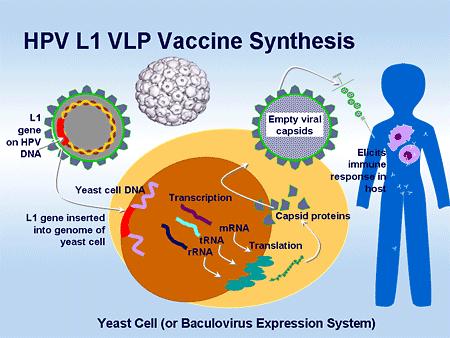 Vacina de Papiloma: A proteína L1 do gene do papilomavírus é cortada O gene L1 é inserido no DNA de outro vírus, por exemplo, baculovírus, ou em levedo Replicação do baculovírus ou levedo produz a