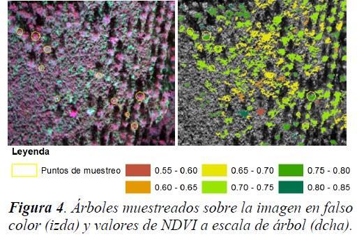 Floresta agentes bióticos Cálculo de índices de vegetação pela utilização de canais de RGB e infravermelho Quantificação automática de áreas de descoloração