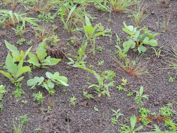 Restauração da vegetação e a mitigação de mudanças do clima Princípios e recomendações para o Brasil Foto: Alba Orli de Oliveira Cordeiro O Workshop Restauração da Vegetação e Mitigação de Mudanças