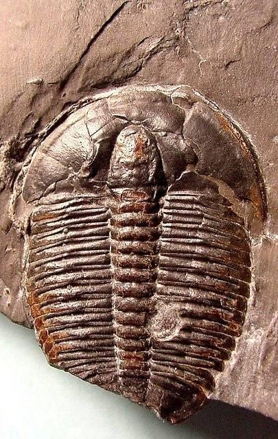 Fósseis- restos de organismos que viveram num determinado momento da história da Terra ou vestígios da sua existência, e que se encontram