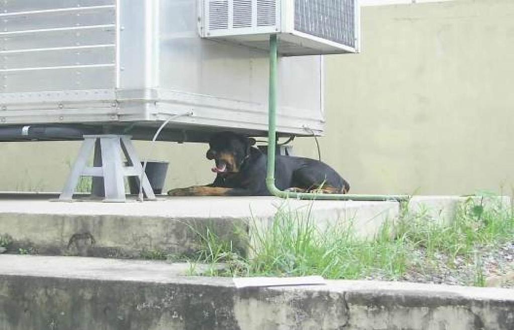 proteção de cães de guarda.