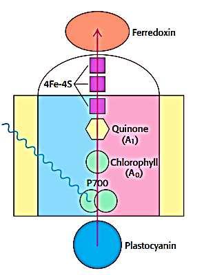 Fotossistema I A absorção de luz induz a transferência de elétrons a partir de P700 por uma via de transferência de elétrons que inclui uma molécula de clorofila, uma molécula de