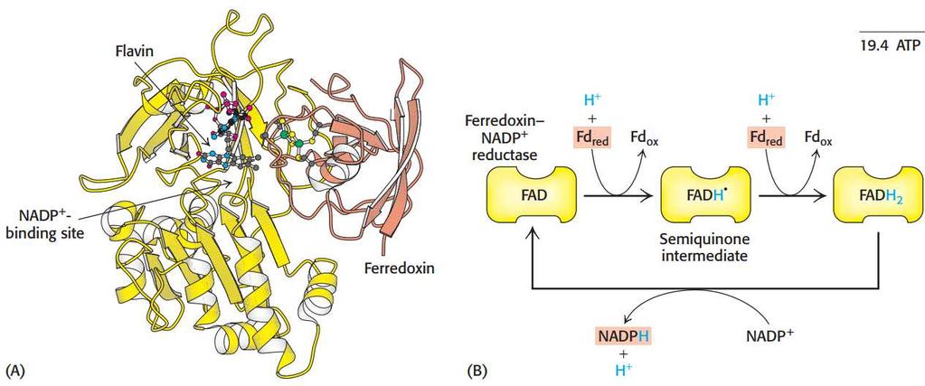 Ferredoxina-NADP + Redutase A Ferredoxina-NADP + redutaseé uma flavoproteínacom um grupo prostético FAD.