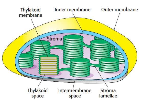 Fotossíntese - Anatomia Cloroplastos (endossimbiose) 5 µm de