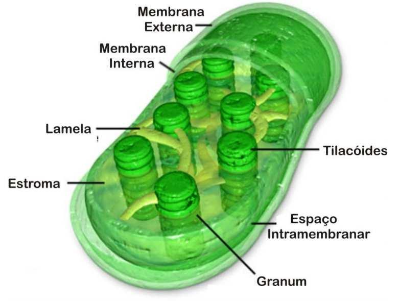 separados; Membrana interna e membrana tilacoide muito