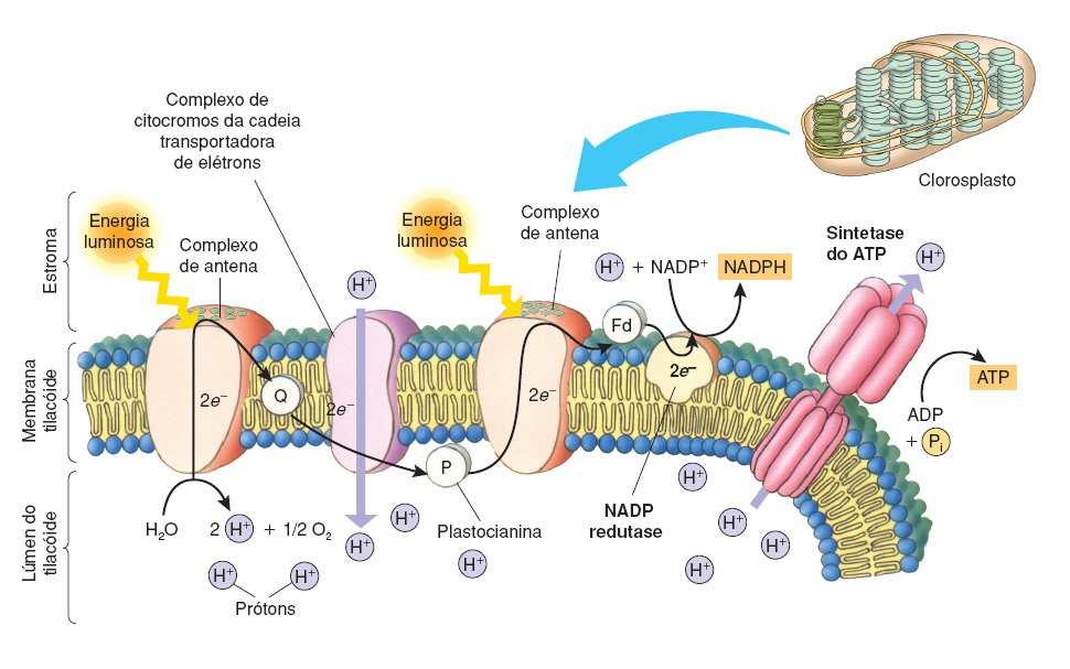 Fotossíntese Anatomia Cloroplastos Composição Lídios = proteínas (40% galactolípídios, 4% sulfolipídiose 10%