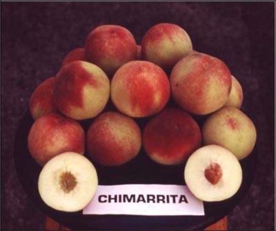 Cultivar Chimarrita Foto: Maria do Carmo Bassols Raseira.