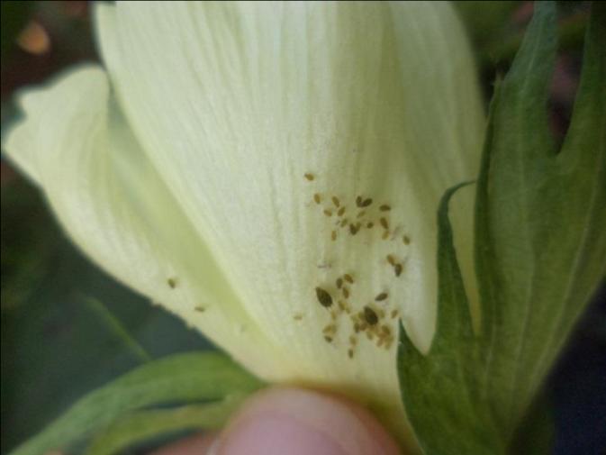 Aphis gossypii- ataque botão floral (fig.001).