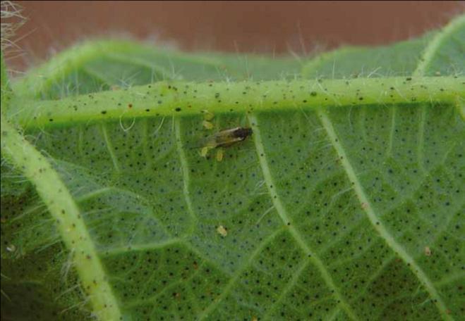 2013. Aphis gossypii- adulto alado(fig.002).