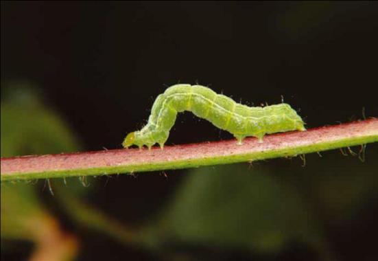 plantas atacadas. Altas infestações poderão provocar prejuízos à produção.