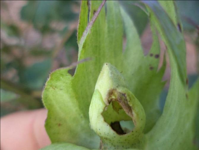 Heliothis virescens- ataque, perfuração na maçã