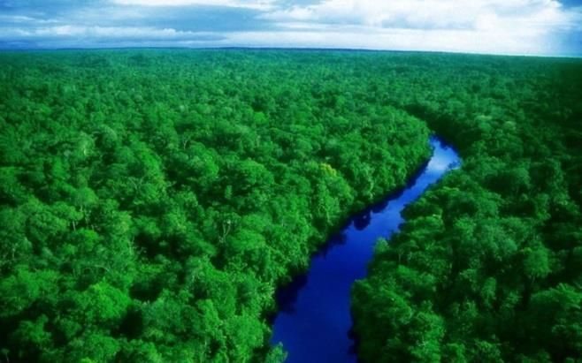 Inúmeros animais que vivem em regiões glaciais,