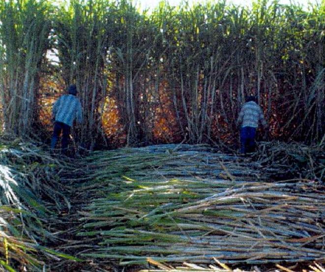 BAIÃO DE DOIS É O CORTE DE UM MESMO EITO POR DOIS TRABALHADORES.